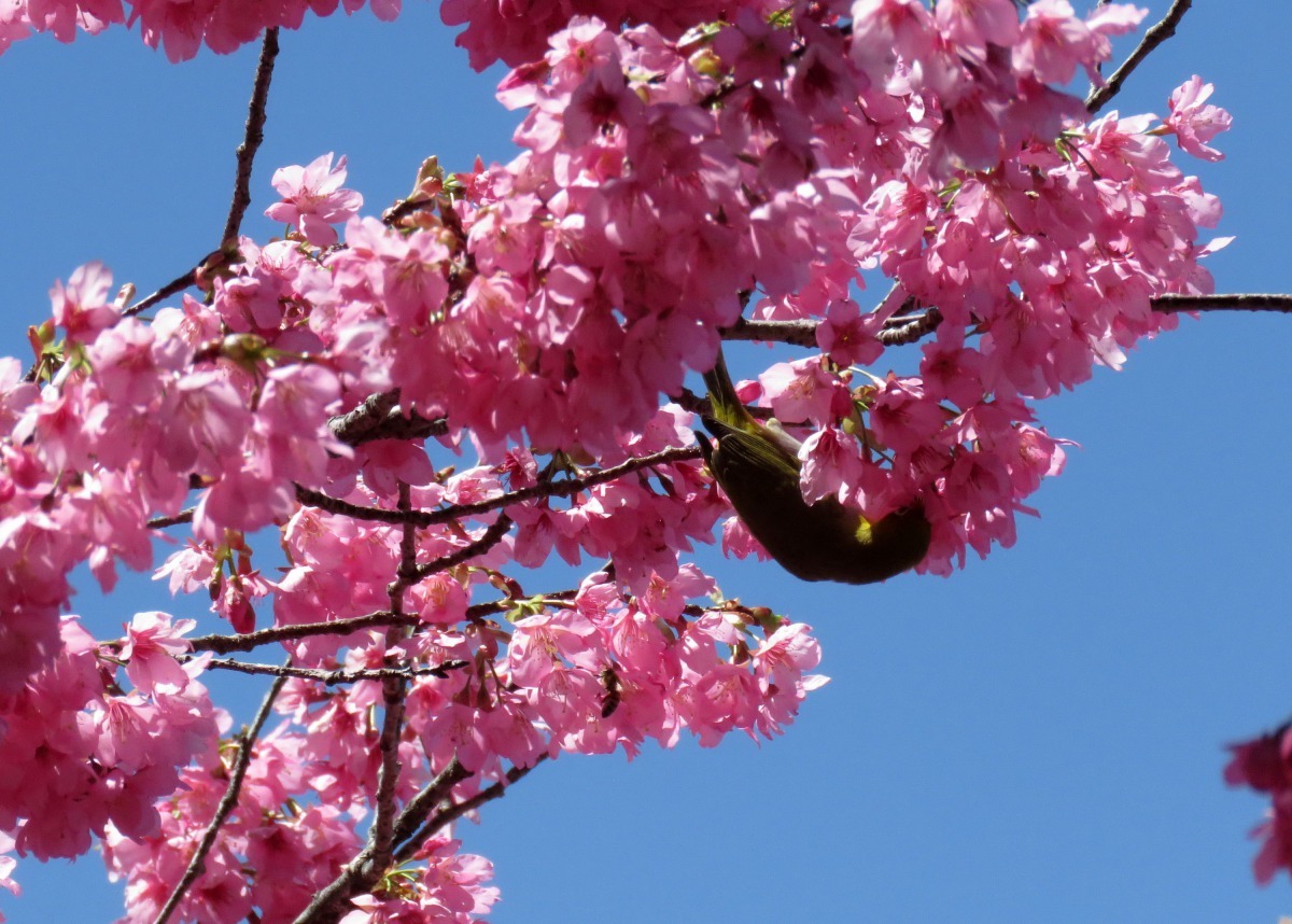 在櫻花樹上穿梭採蜜的小鳥一度被認為是冠羽畫眉。高維奇/攝