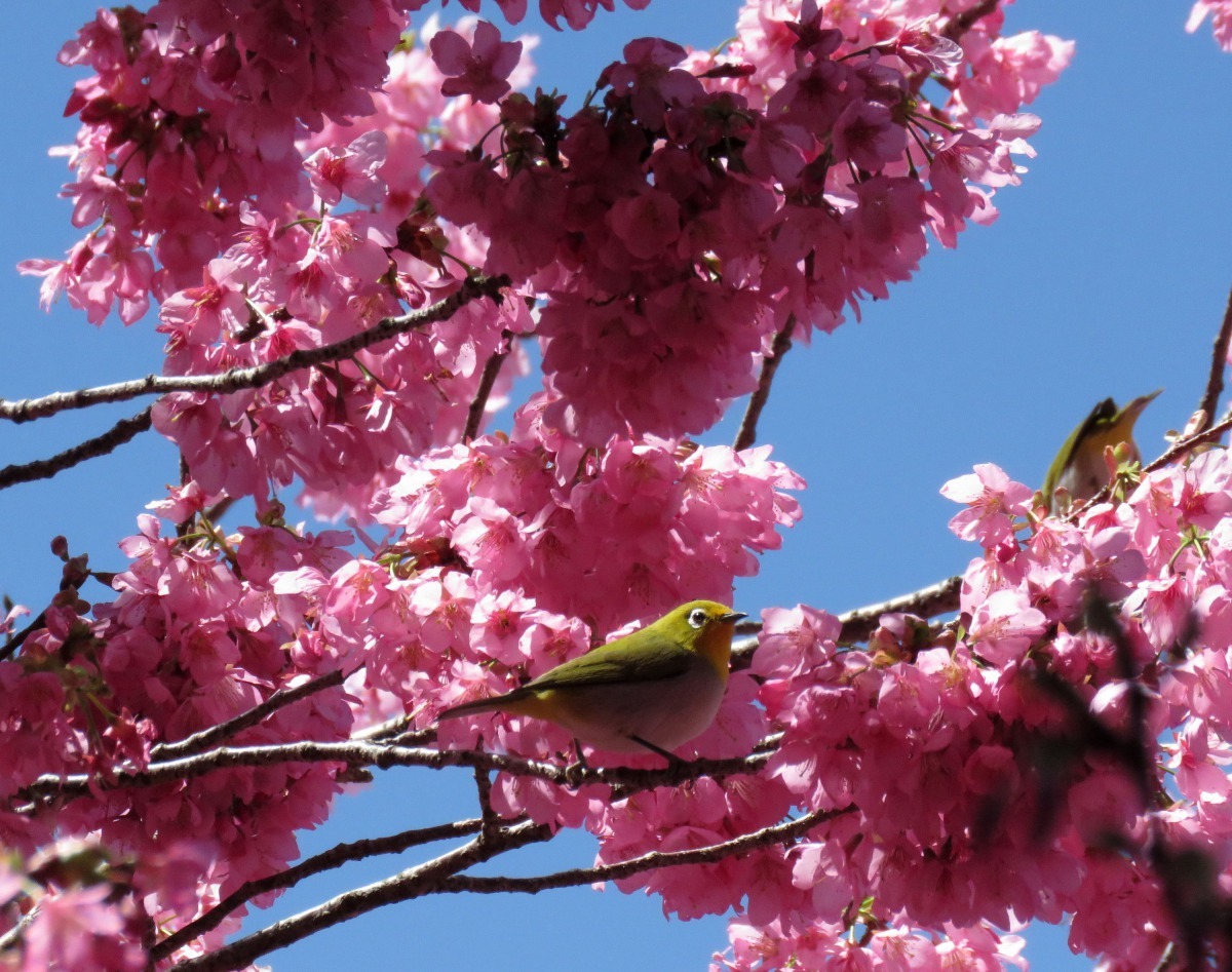 和採蜜的小鳥正面相向，才看清楚是綠繡眼，但還是有人質疑福壽山是否有綠繡眼棲息。高維奇/攝