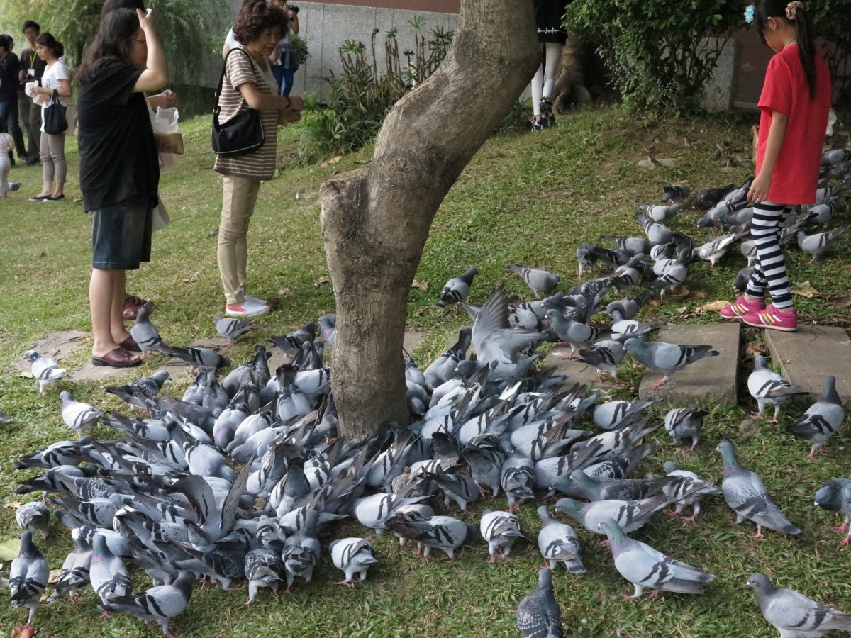 鴿子及野生鳥禽的先天體質對禽流感有很強之抵抗性，感染傳播禽流感機率非常低。高維奇/攝