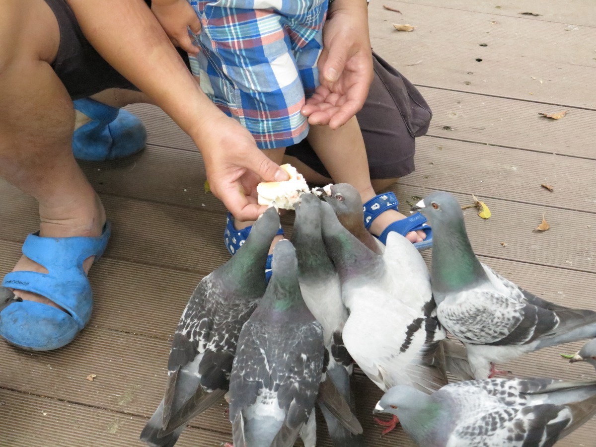 動保處呼籲民眾不碰觸、不餵食野鴿野鳥。高維奇/攝