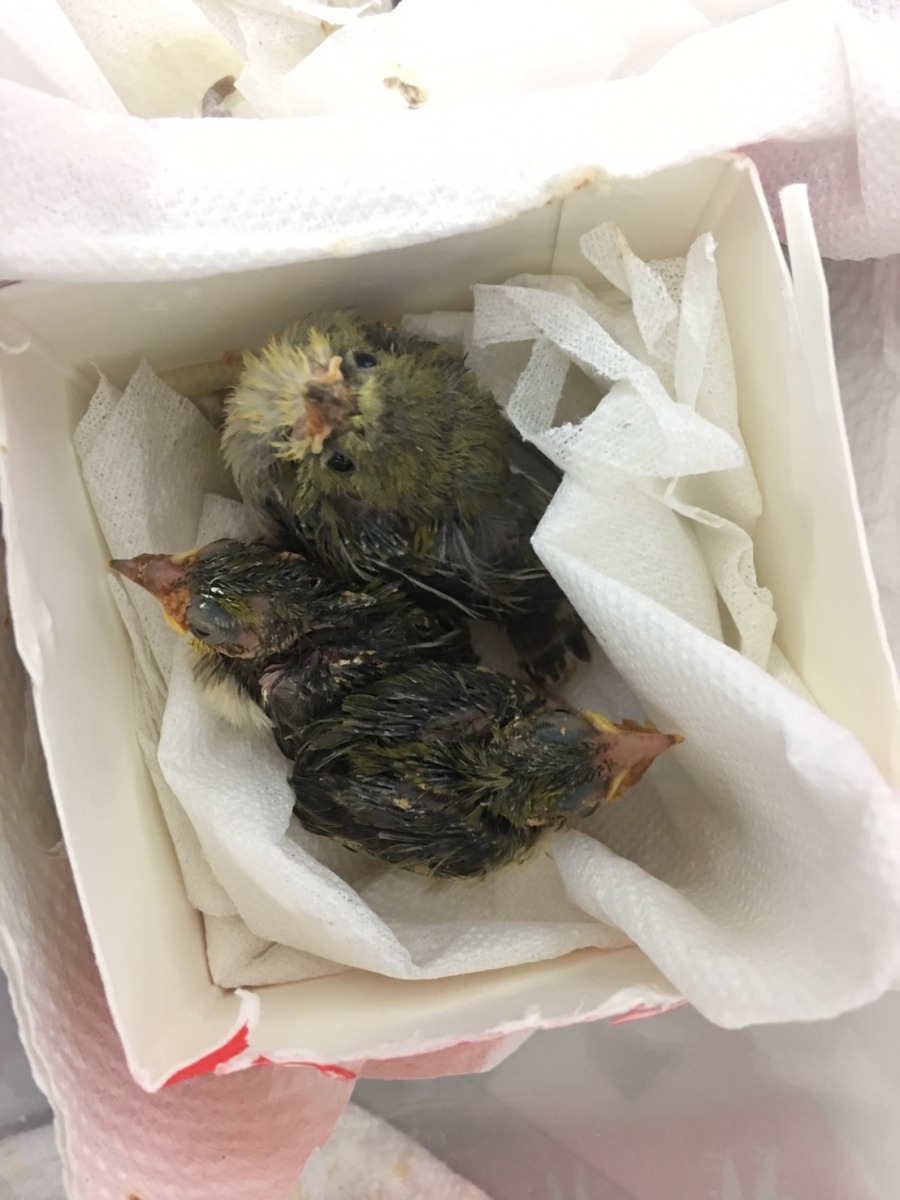 動保員用紙盒舖上紙巾充當鳥巢。新北市動保處/提供