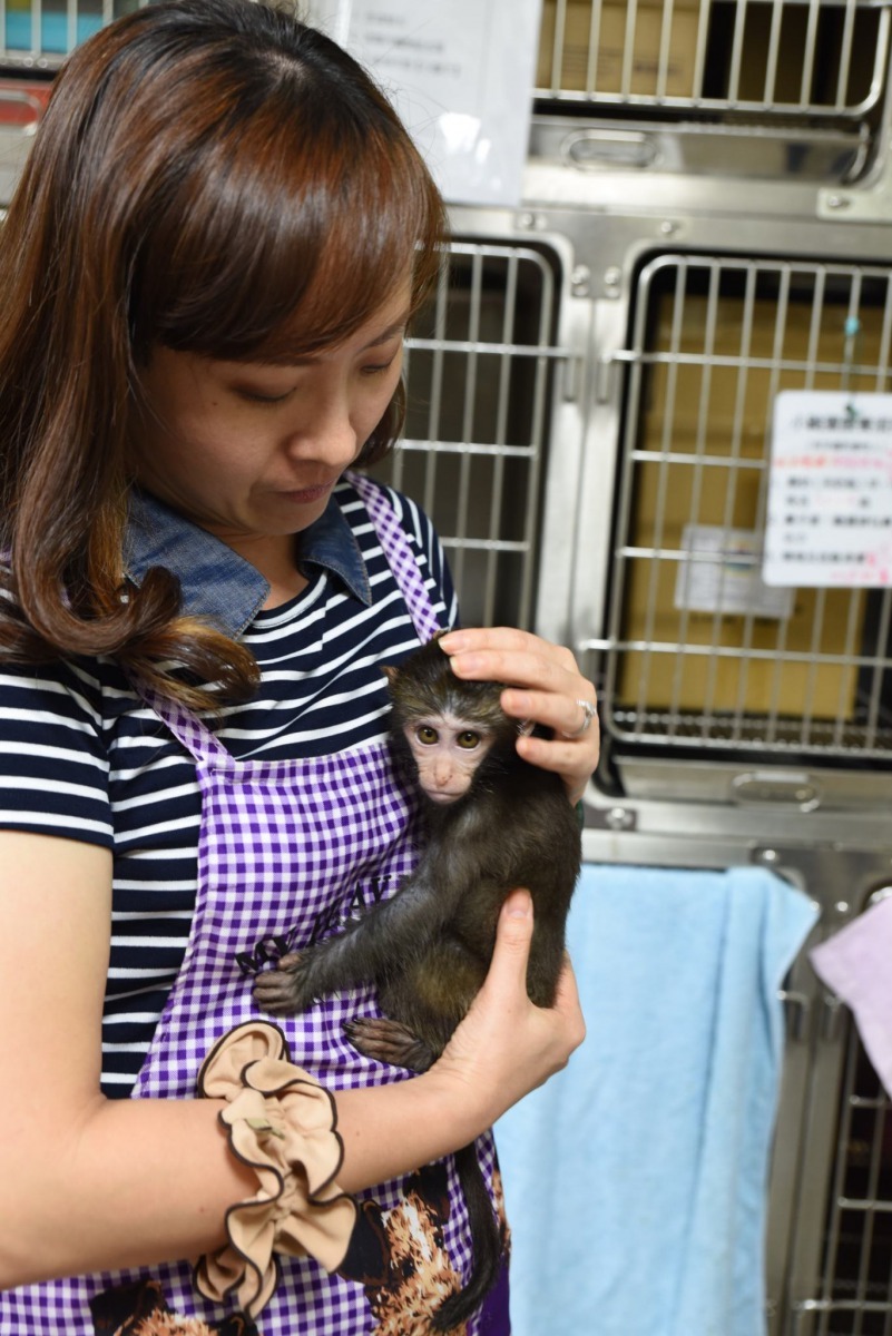 小猴子非常愛撒嬌,會向人討抱抱,如果要把牠放回籠子,就會一把鼻涕、一把眼淚地嚎啕大哭。新北市動保處/提供