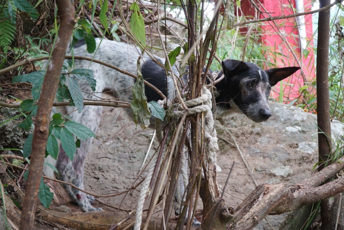 受困橋下的黑白米克斯犬遭童軍繩纏繞無法脫困。新北市動保處/提供