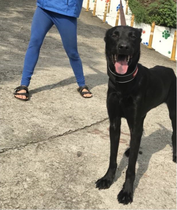 「小黑」經治療後已恢復健康,開心時表情好像在笑。劉凱/翻攝