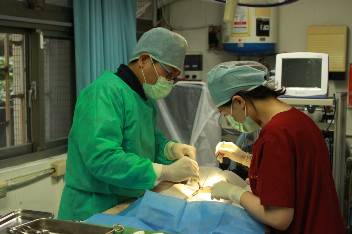 不想收到毛寶貝意外的驚喜,快趁繁殖期前為寵物進行絕育。新北市動保處/提供