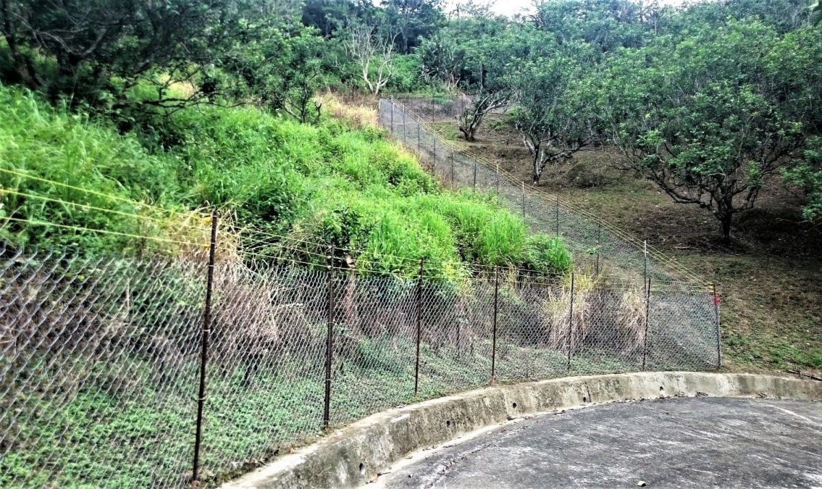 電圍網在獼猴觸碰時會適時斷電，只會讓獼猴產生痛覺。台灣動物新聞網資料照片 林務局/提供