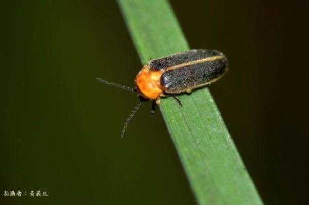 木柵萃湖公園的黃綠螢。台灣動物新聞網資料照片 黃義欽/攝 台北市立動物園/提供
