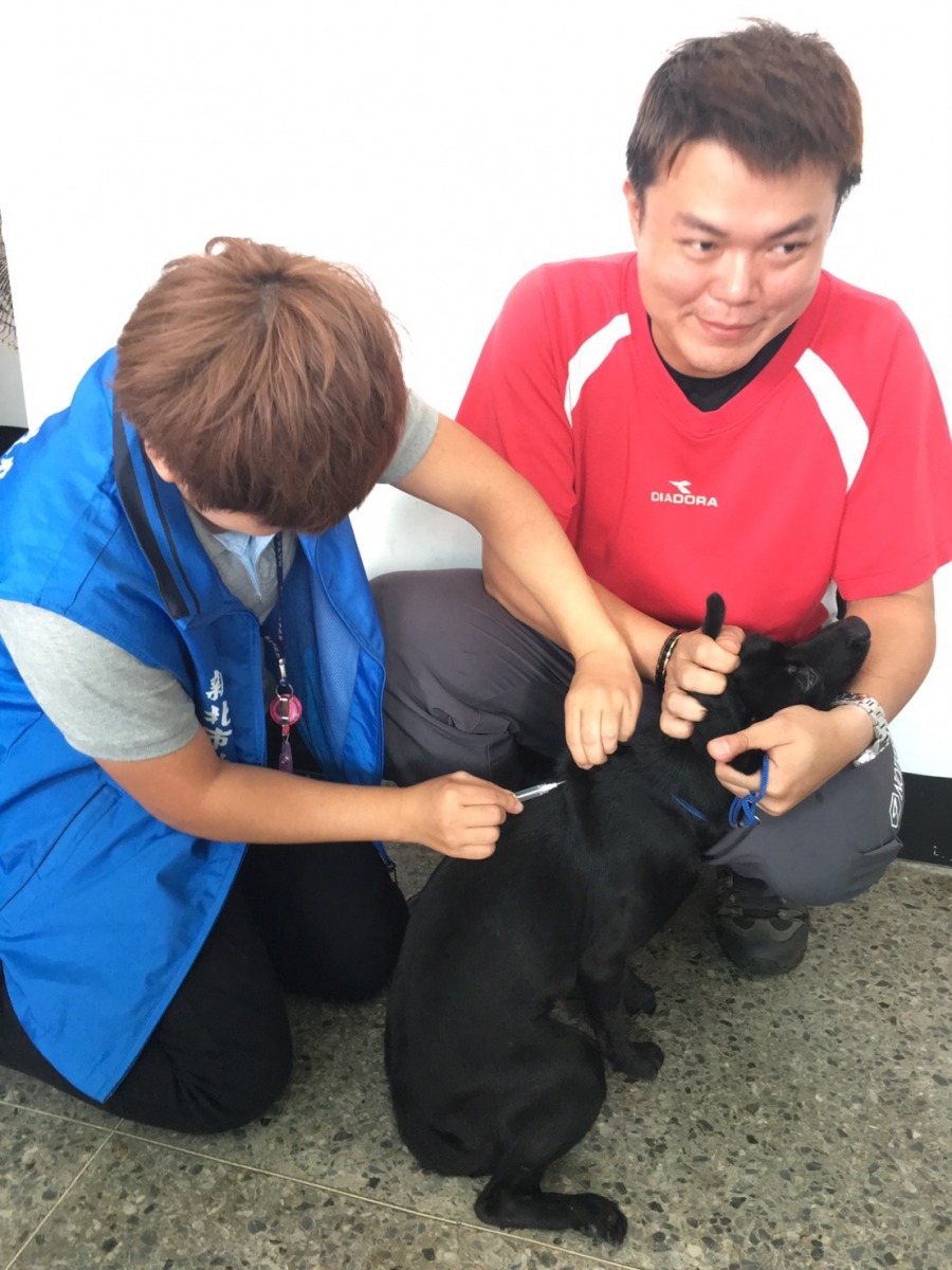 在領犬員的安撫下，萌警犬一臉緊張的接受晶片植入。新北市動保處/提供