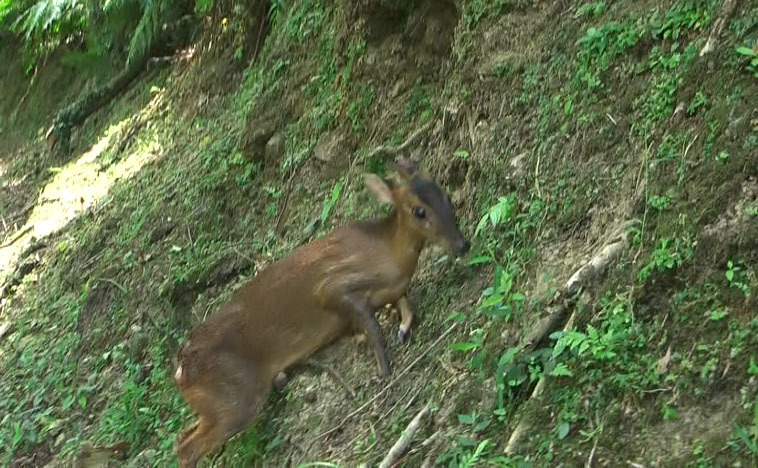 山羌獲野放後,開心的回到熟悉的家園。新北市動保處/提供