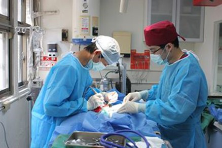 新北市毛寶貝醫療中心獸醫師為車禍骨折的犬隻進行骨科手術。劉凱/翻攝