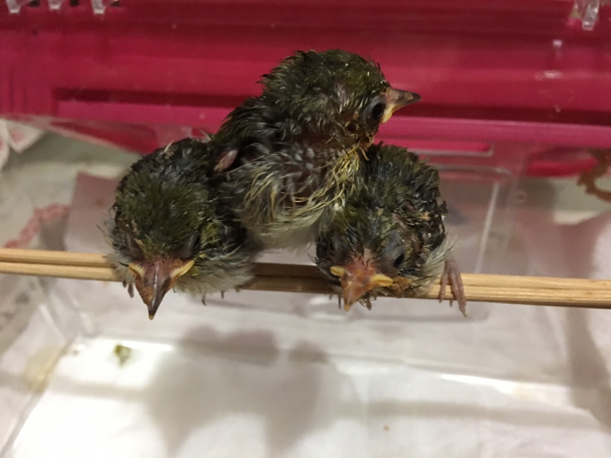 在動保員細心照料下，3隻小傢伙一天天地長大！新北市動保處/提供