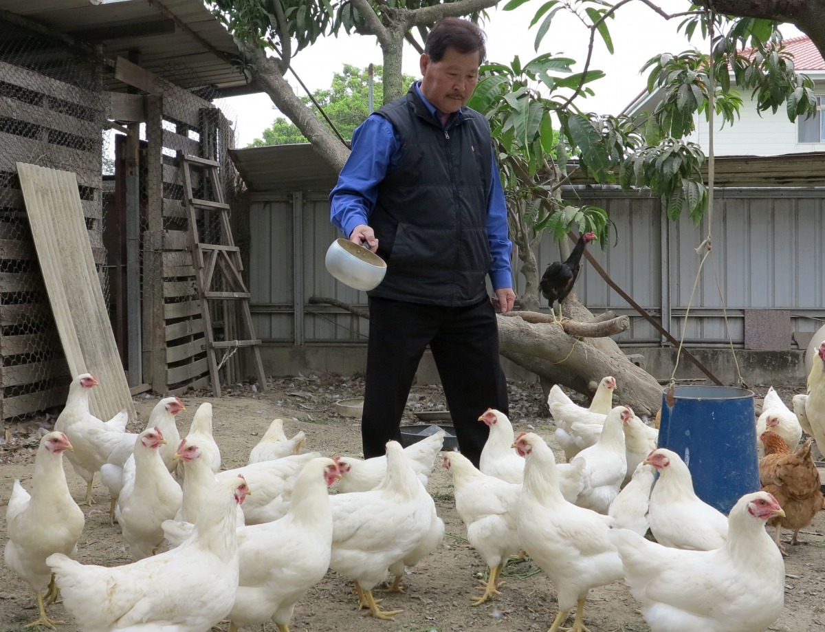 蔡登雲在自家庭園養雞生蛋，禽舍裡除了一隻被結紮的公仿鬥雞外，全都是母雞。高維奇/ 攝