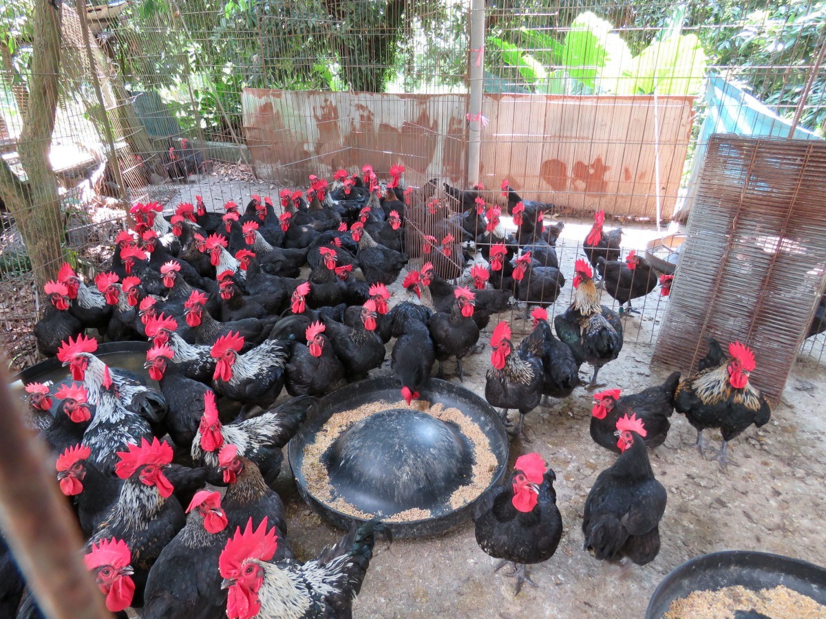 養肉用雞，大都會將公、母雞分開養，以免交配造成困擾管理。高維奇/ 攝