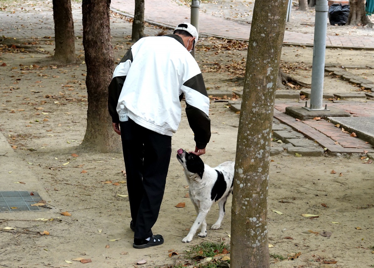 新化運動公園的流浪狗與民眾建立親密關係。高維奇／攝