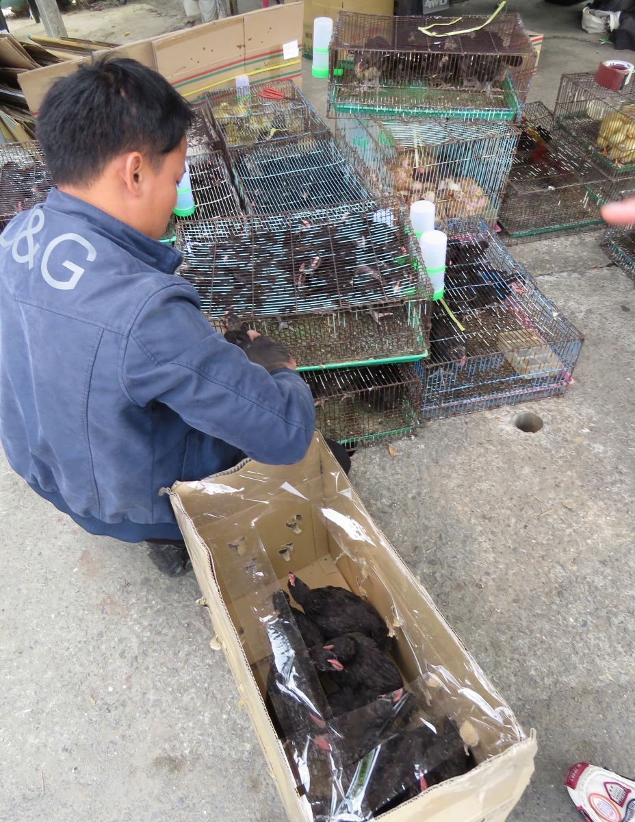 台南一家企業在公司養雞讓外勞調劑身心，公司派一名越勞到攤商選雞。高維奇／攝