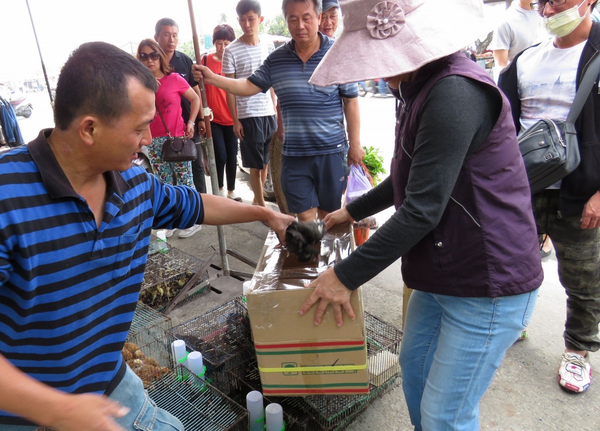 傳統市集幼禽攤商的顧客以業餘養雞者為主。高維奇/攝