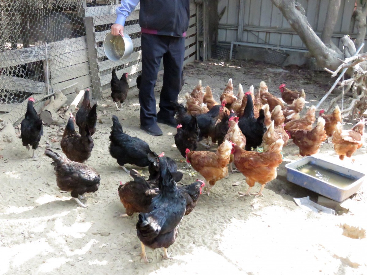 現在養雞鴨不光為了經濟效益,很多人兼具娛樂休閒性質。高維奇/攝