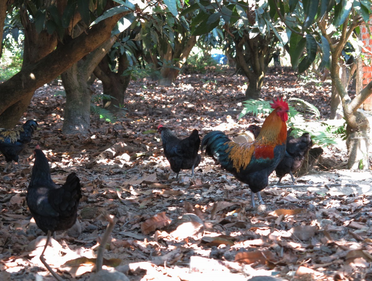 在農舍果園放園雞隻,讓寂靜的環境多些喧鬧,更兼具除草、施肥功能。高維奇/攝