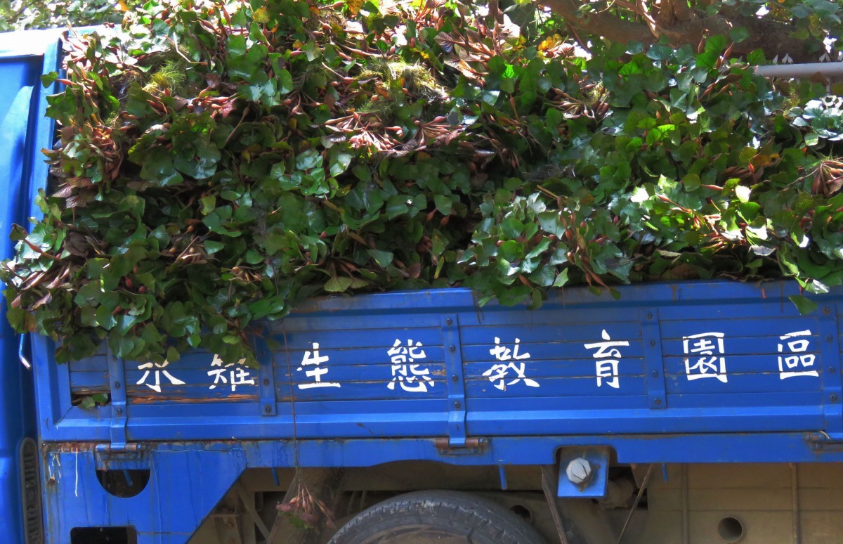 台南市水雉生態教育園區的車子載滿即將栽種的菱角苗。高維奇/攝
