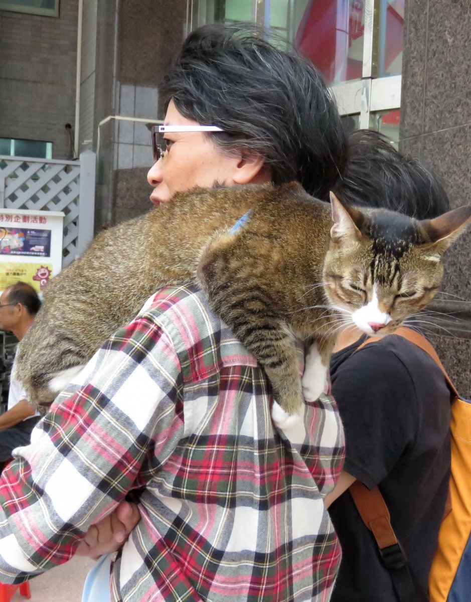 不管環境都吵雜，皮皮只要趴在主人的肩膀就什麼都不怕。高維奇/攝