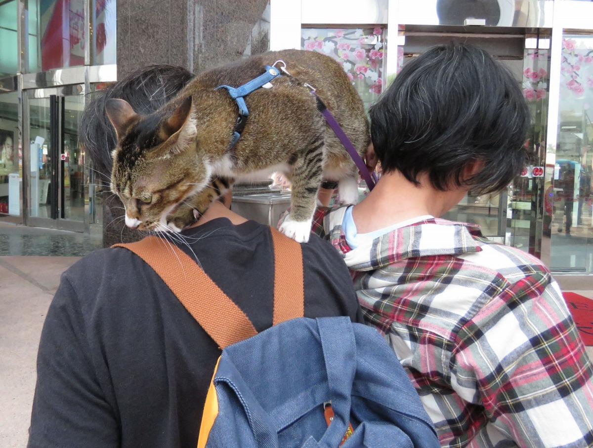 主人要換手很容易，肩並肩皮皮就走過去。高維奇/攝