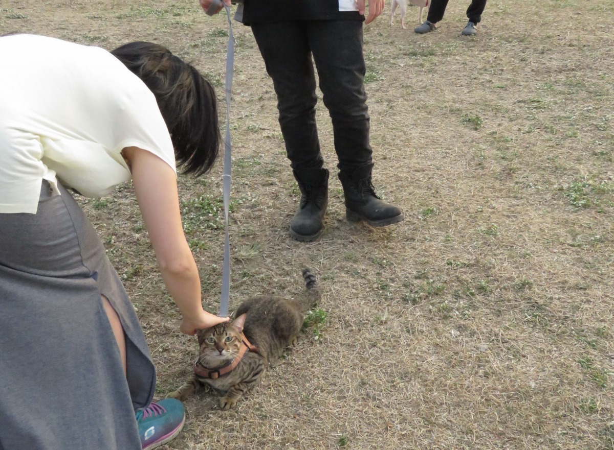台南市著名的遛犬貓場所，貓的比例極低。高維奇/攝
