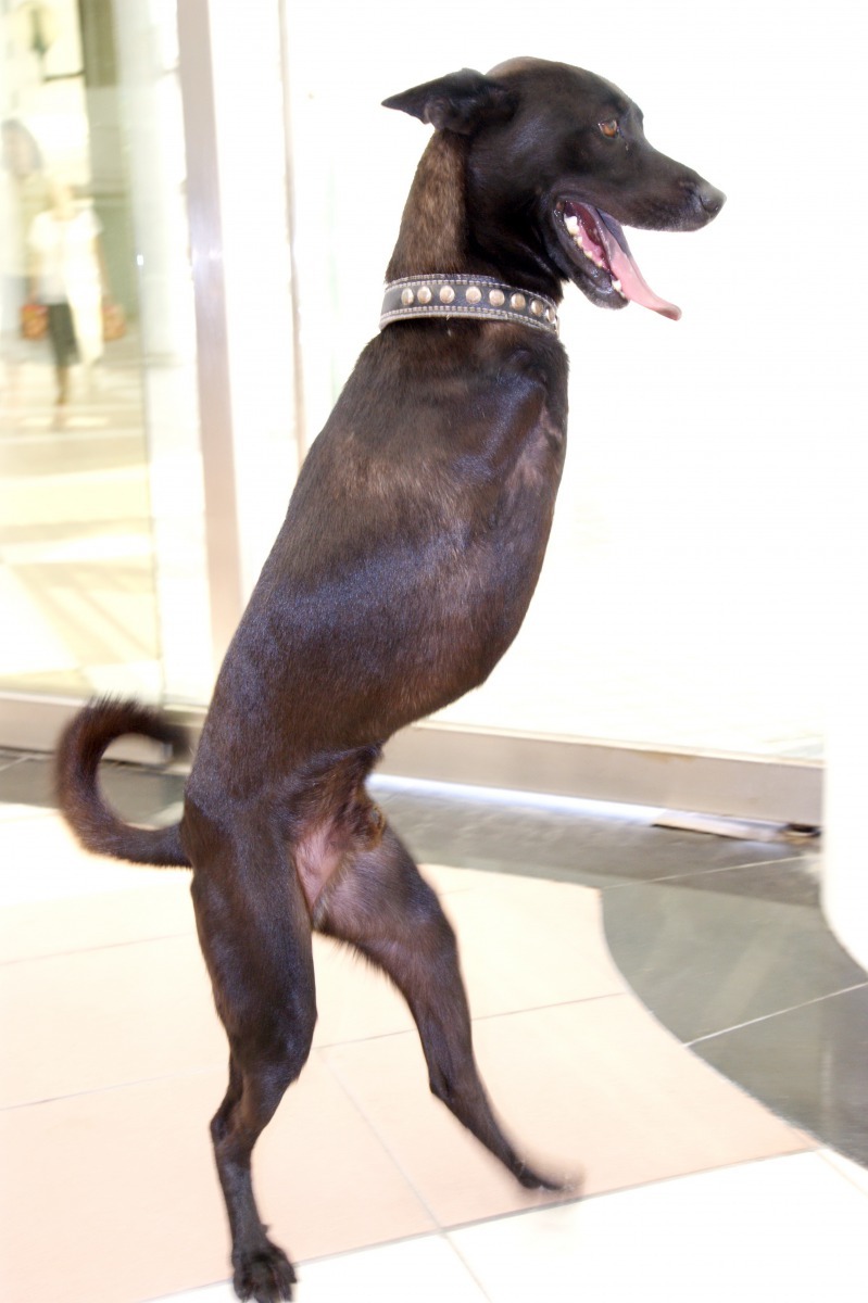 殘障狗「暴龍」的故事成為媒體報導焦點。高維奇/攝