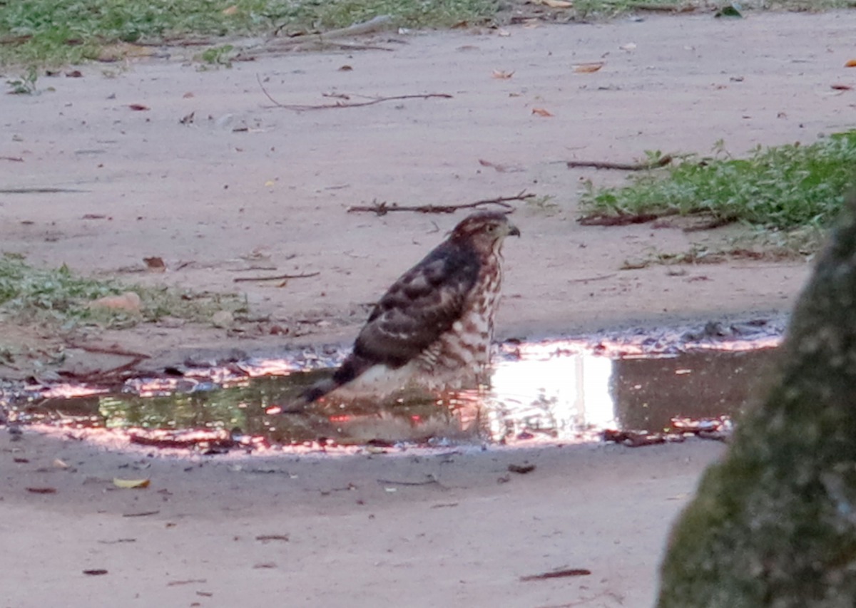 原本活動於森林的鳳頭蒼鷹，現在都會區的公園、校園綠地都不難看到。