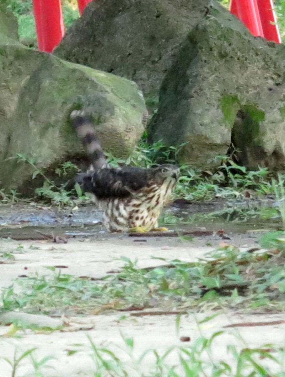 棲息於公園的鳳頭蒼鷹到小積水池洗澡。高維奇／攝