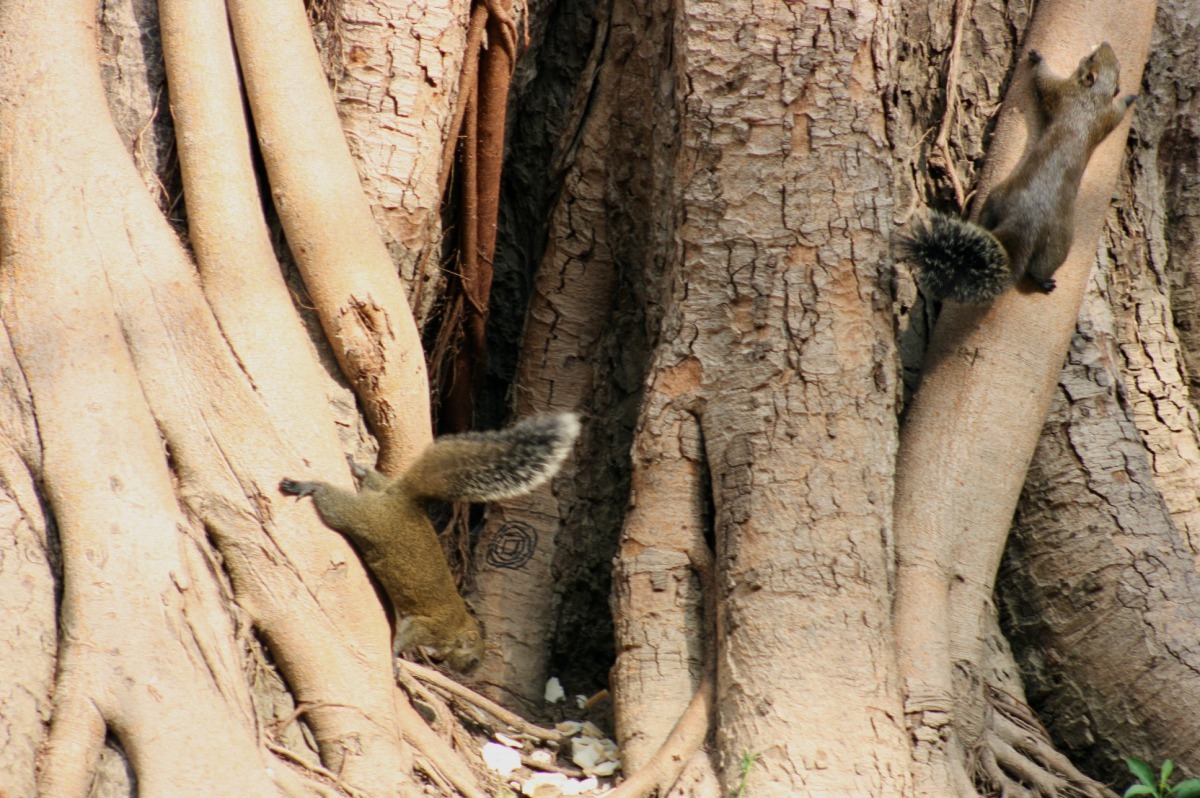 在公園族群強大的松鼠應該是鳳頭蒼鷹的獵物。高維奇／攝