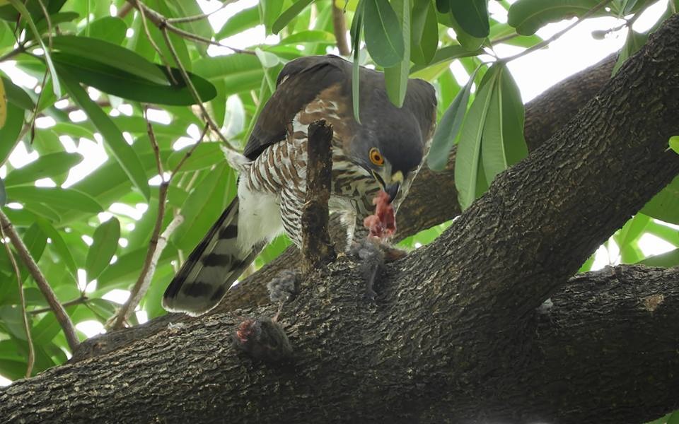 公園常見的昆蟲、蜥蜴、蛙類、鳥類、鼠類等都是鳳頭蒼鷹獵食對象。圖／鄭惠陽提供