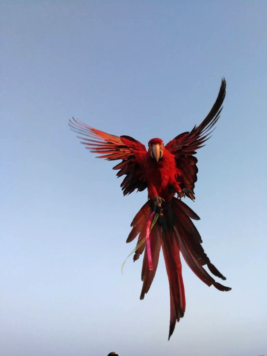 每次餵完人工奶後，琪琪就飛戶外放風。圖／吳嚴俊提供