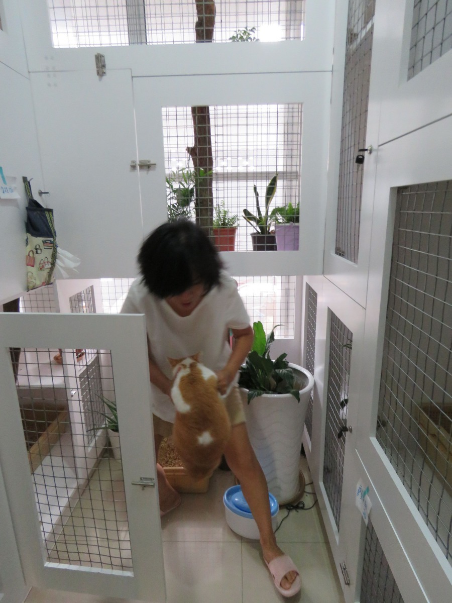 設內設計屋劉美華為19隻貓打造三度空間的豪華貓屋。高維奇/攝