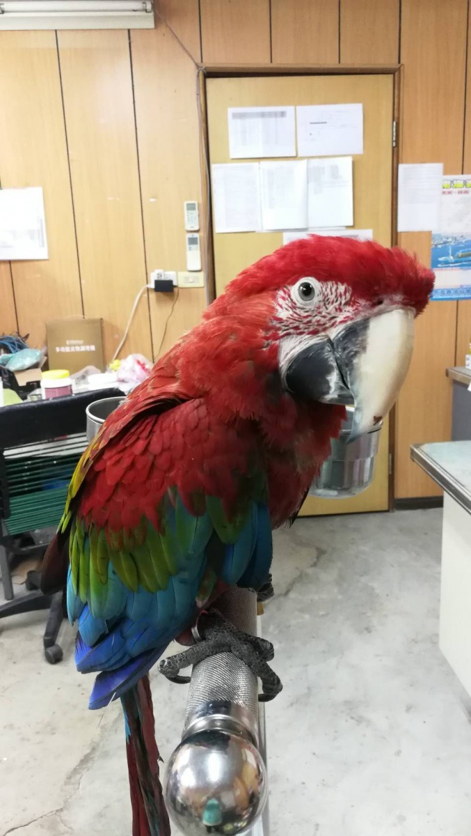 琪琪只和吳嚴俊親近,社會化不高。圖/吳嚴俊提供