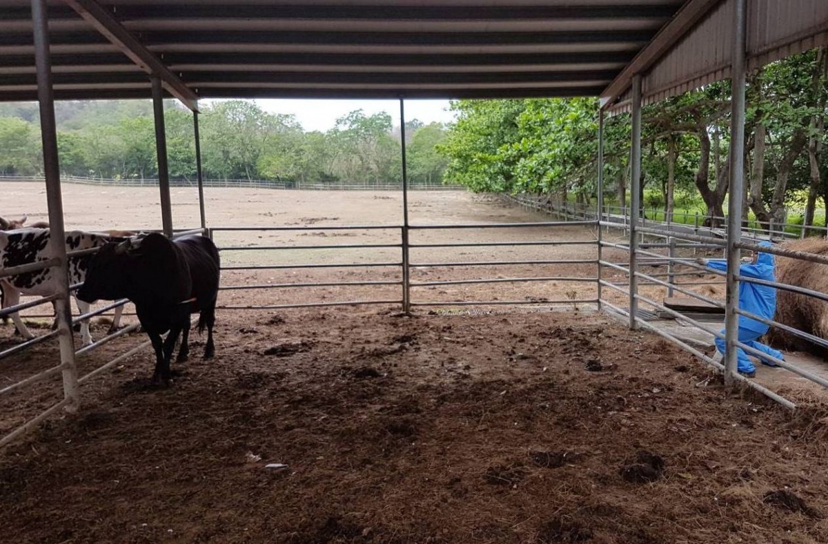 台南市動物防疫人員使用吹箭為牛隻施打疫苗。圖/台南市動保處提供