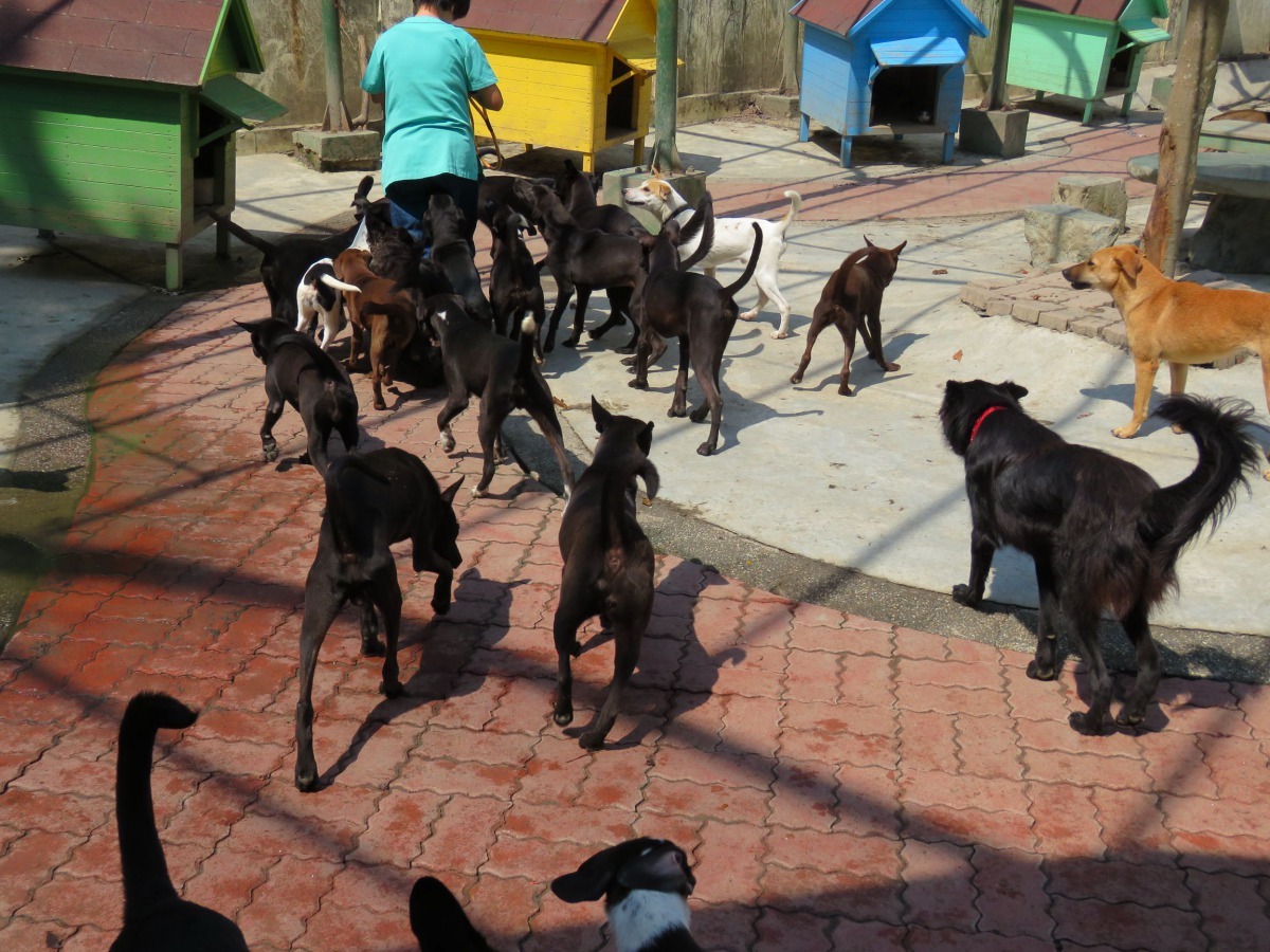 黑色系是強勢基因，收容所滿是黑狗。高維奇／攝