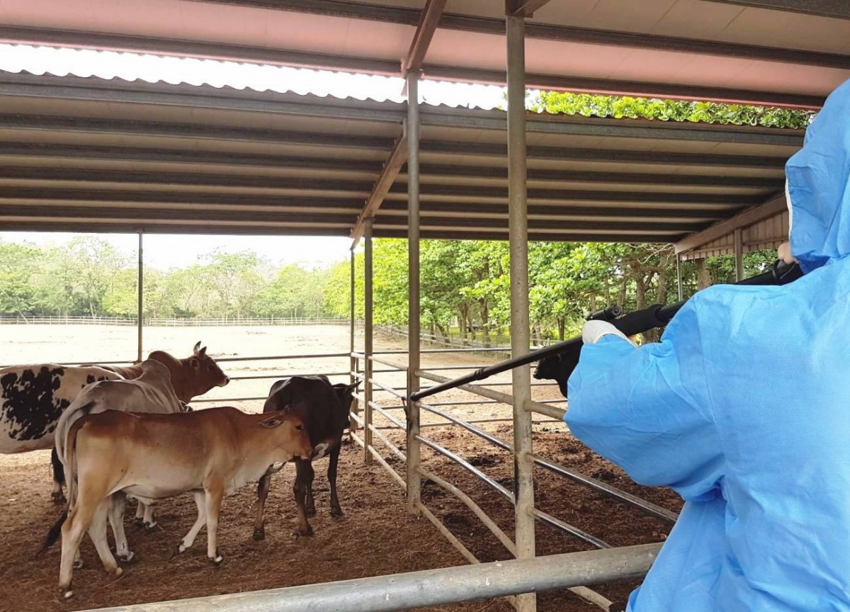 吹箭講求快、狠、準，須有經驗的動物防疫人員施做較易成功。圖/台南市動保處提供