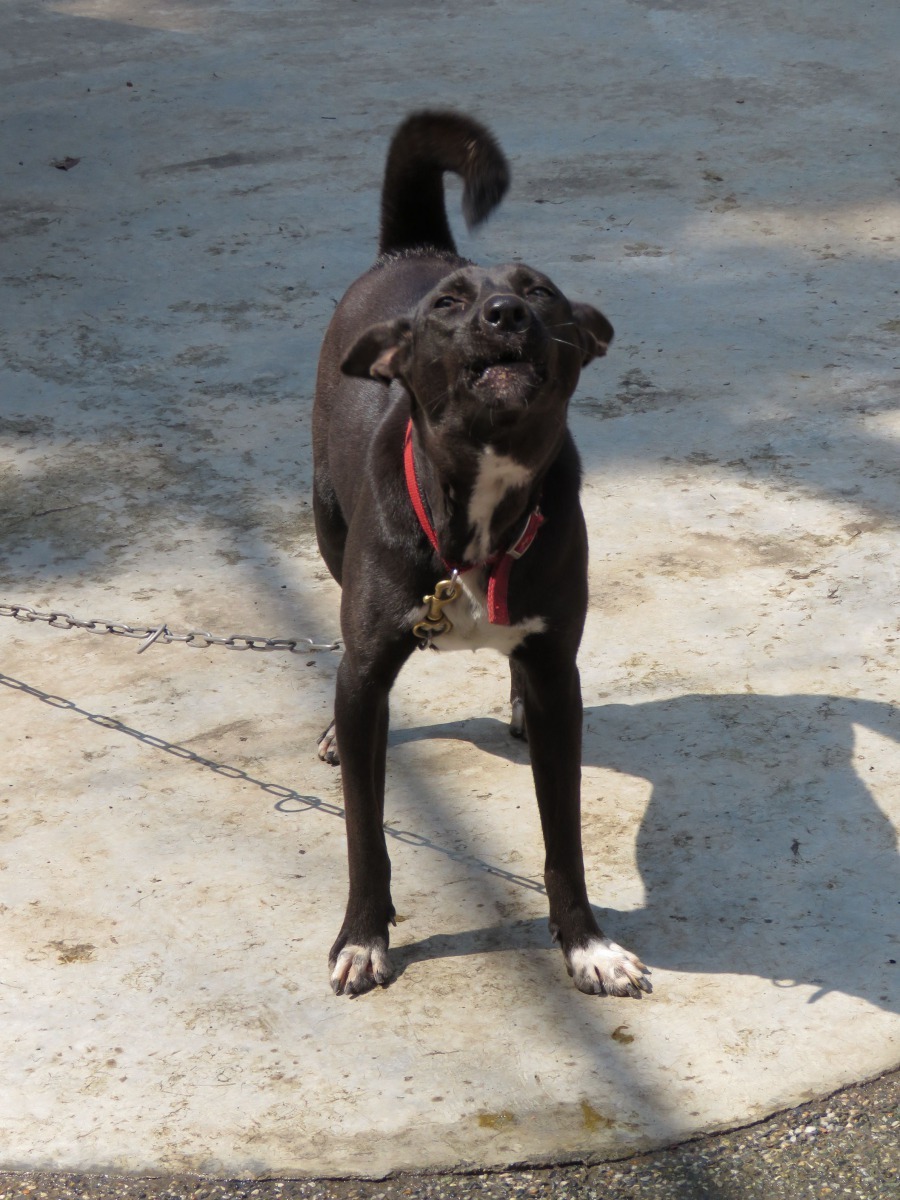 白腳蹄、胸白斑的黑狗母最不容易送養。高維奇／攝