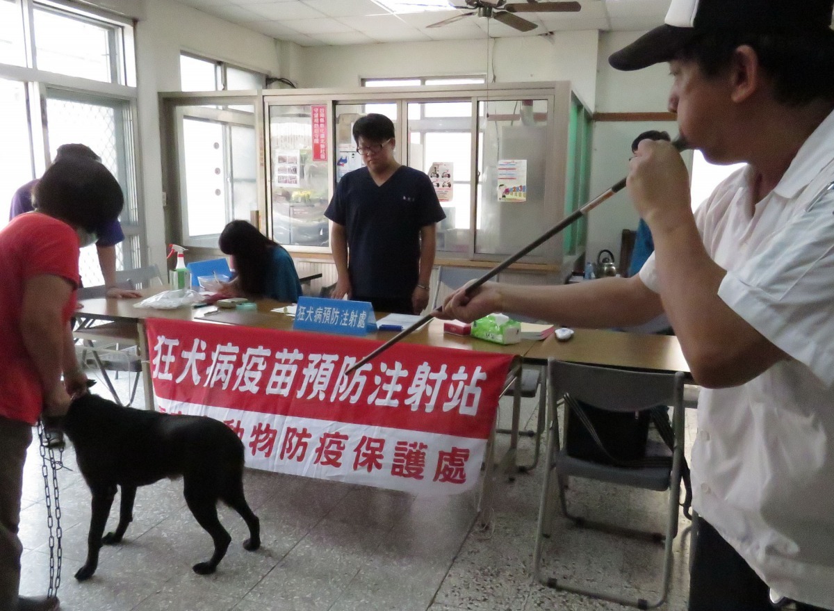 面對易緊張犬隻，獸醫師也用吹箭注射狂犬病疫苗。高維奇/攝