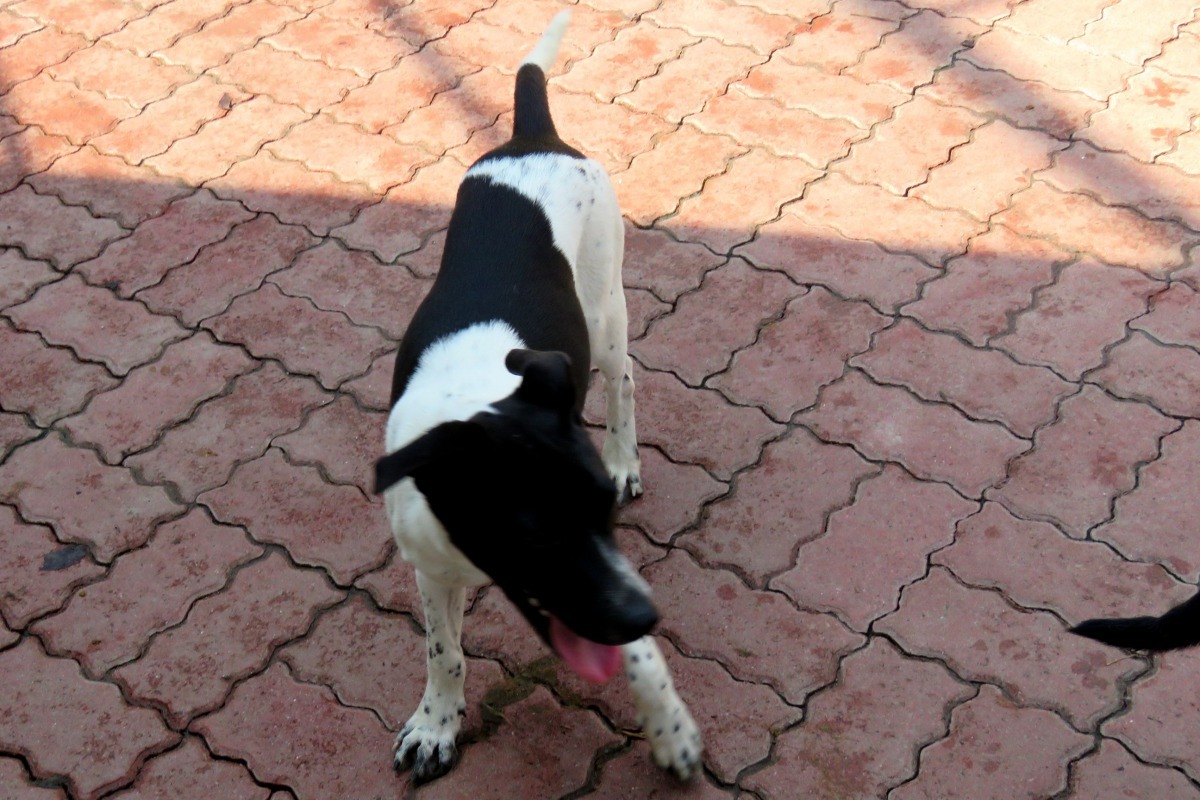 黑白花的「乳牛」有特定喜歡的族群。高維奇／攝