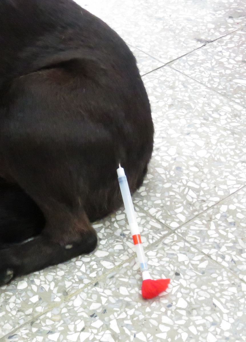 吹箭注射疫苗，順利注射也減少被咬的風險。高維奇/攝