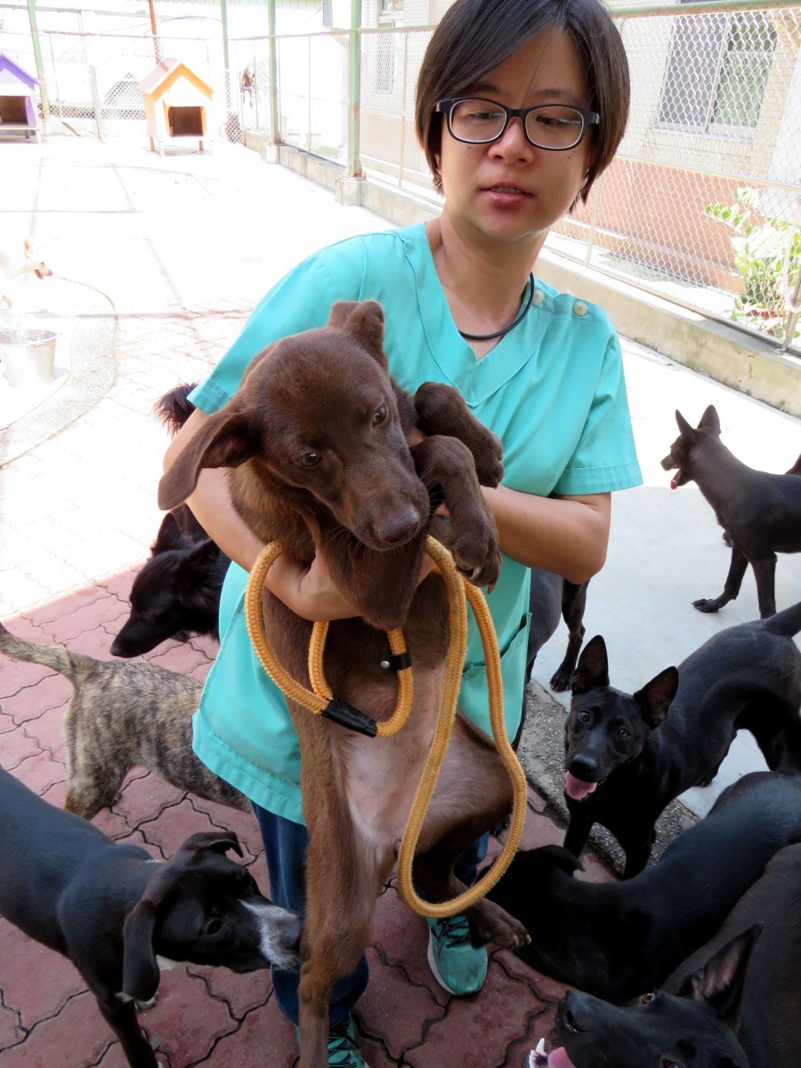 毛色類似獵犬的棕色系米克斯也容易送出。高維奇／攝