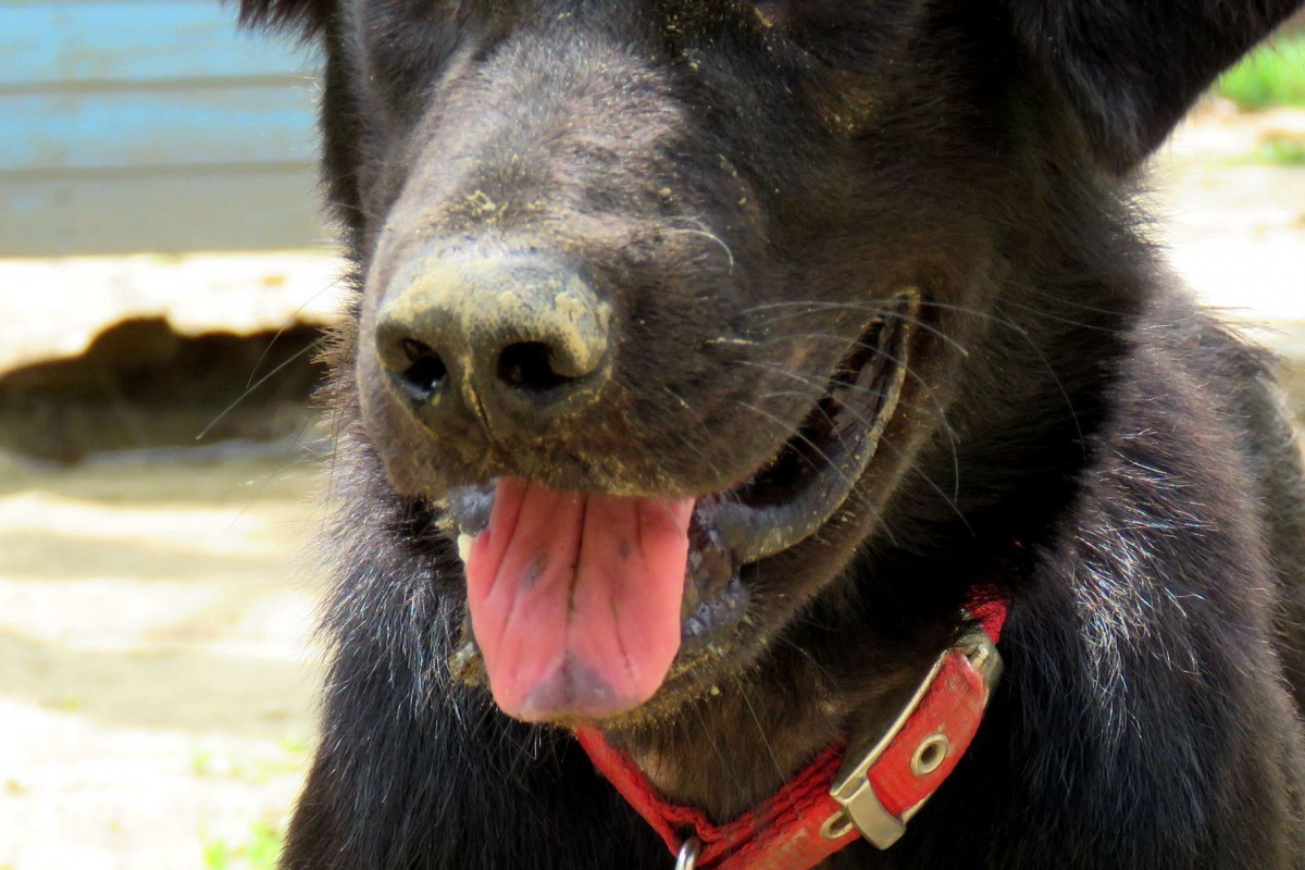 雖然缺乏科學驗證，還是有人認為有黑舌斑的狗較兇。高維奇／攝