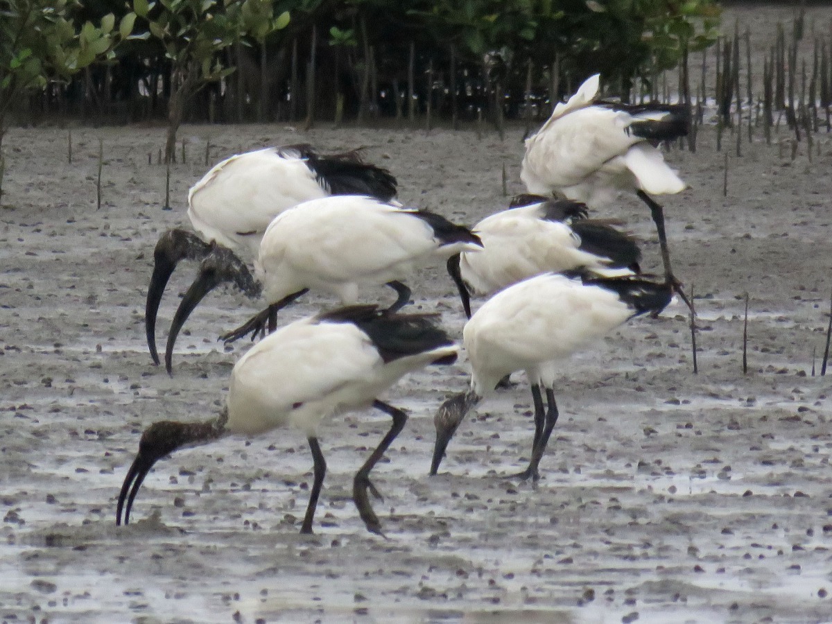 聖䴉以厚而彎，類似尖嘴鋤的長喙淤泥灘地覓食。高維奇/攝