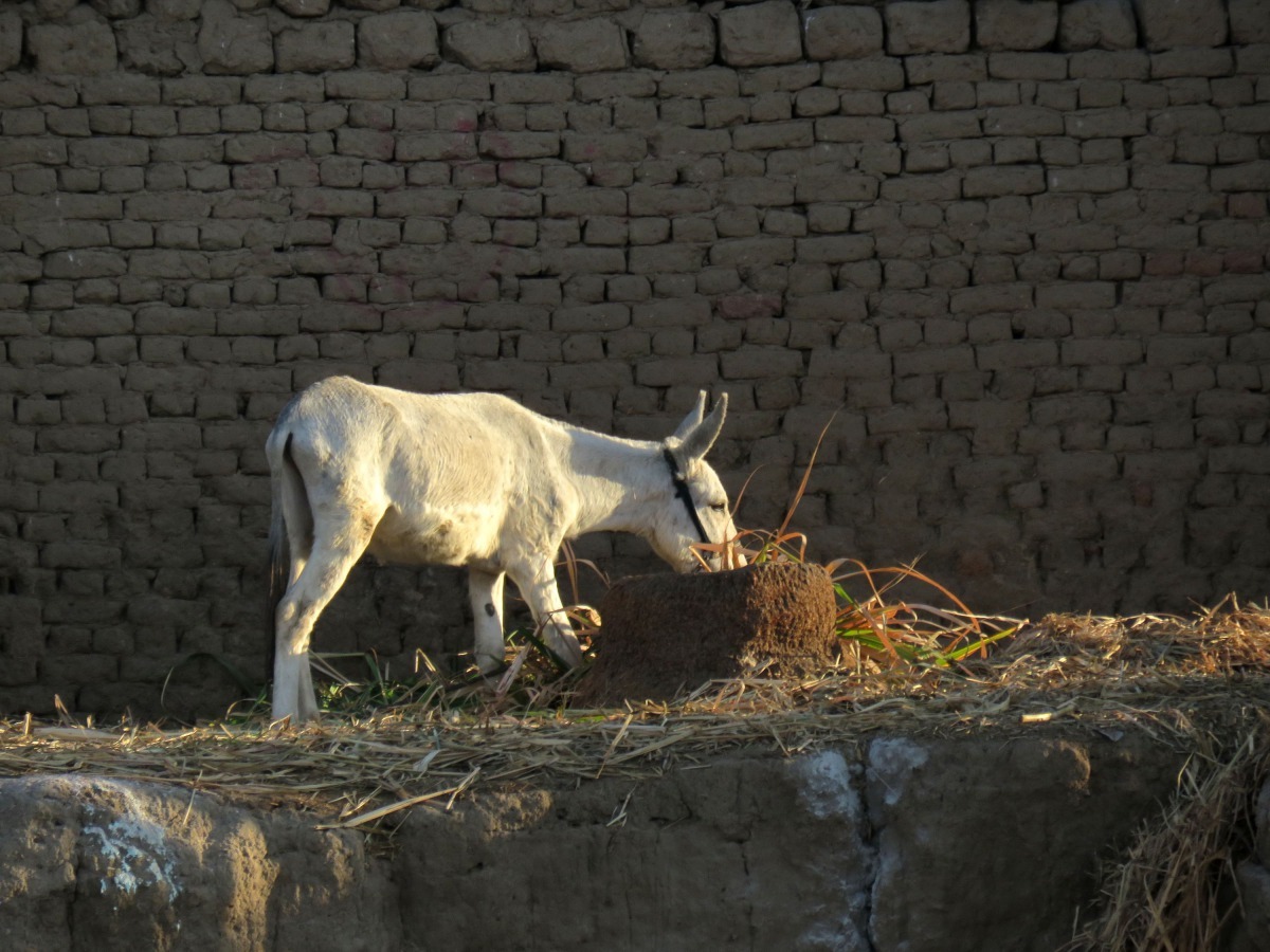 尼羅河岸農村的泥磚屋及正在進食的驢子。高維奇/攝