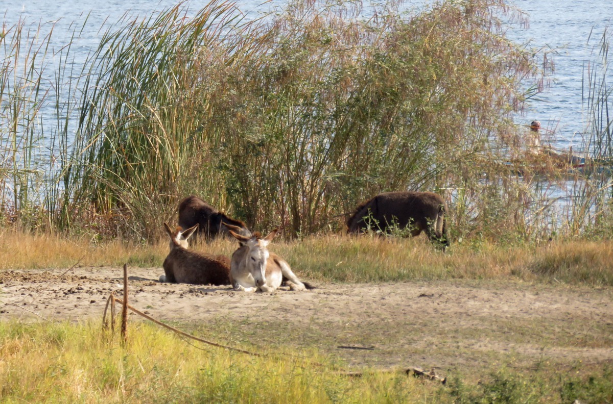 居民駕小艇載著畜牲到河中的小島放牧。 高維奇/攝