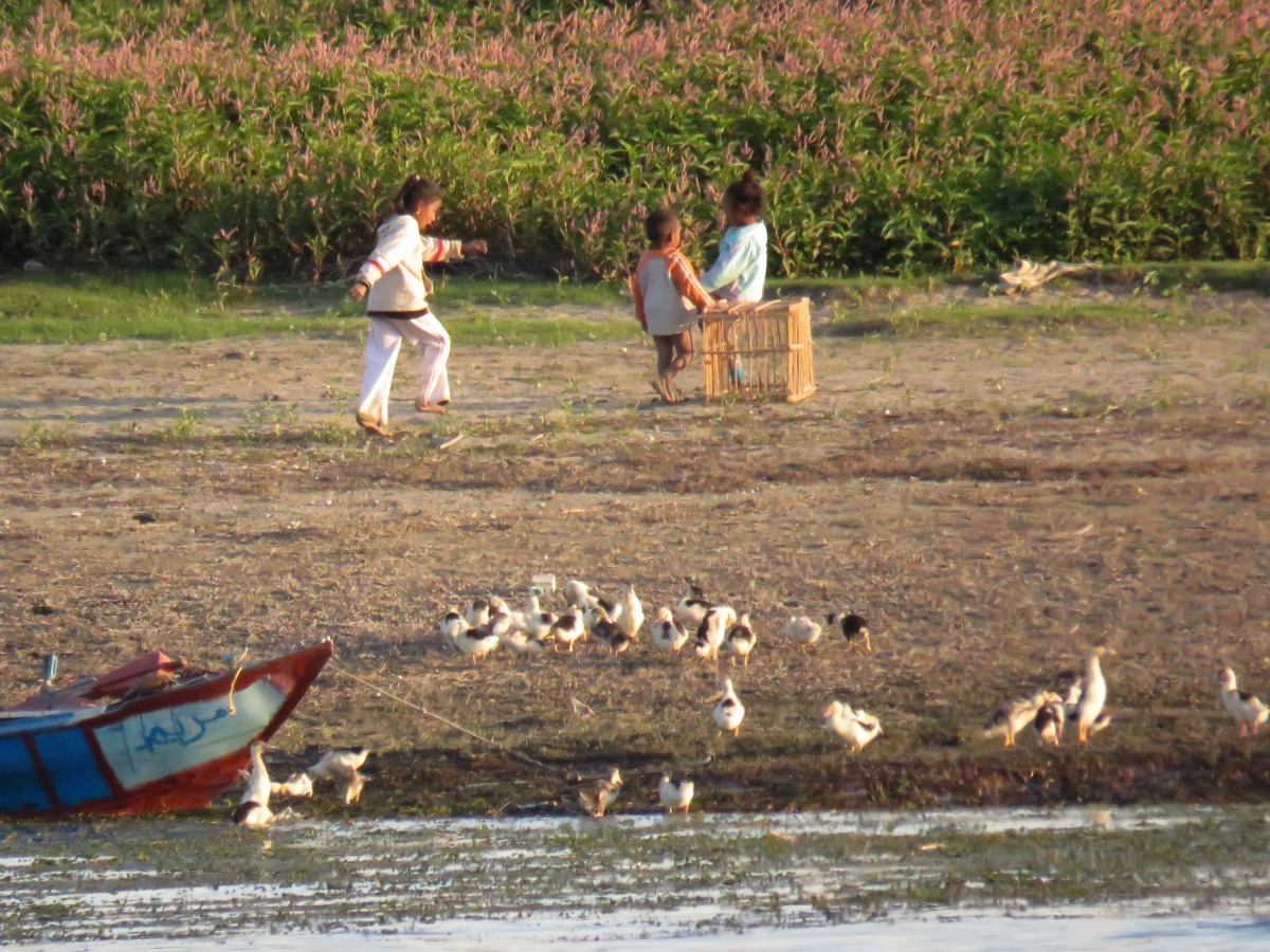 小孩子用竹籠裝小鴨到河邊戲水、覓食。 高維奇/攝