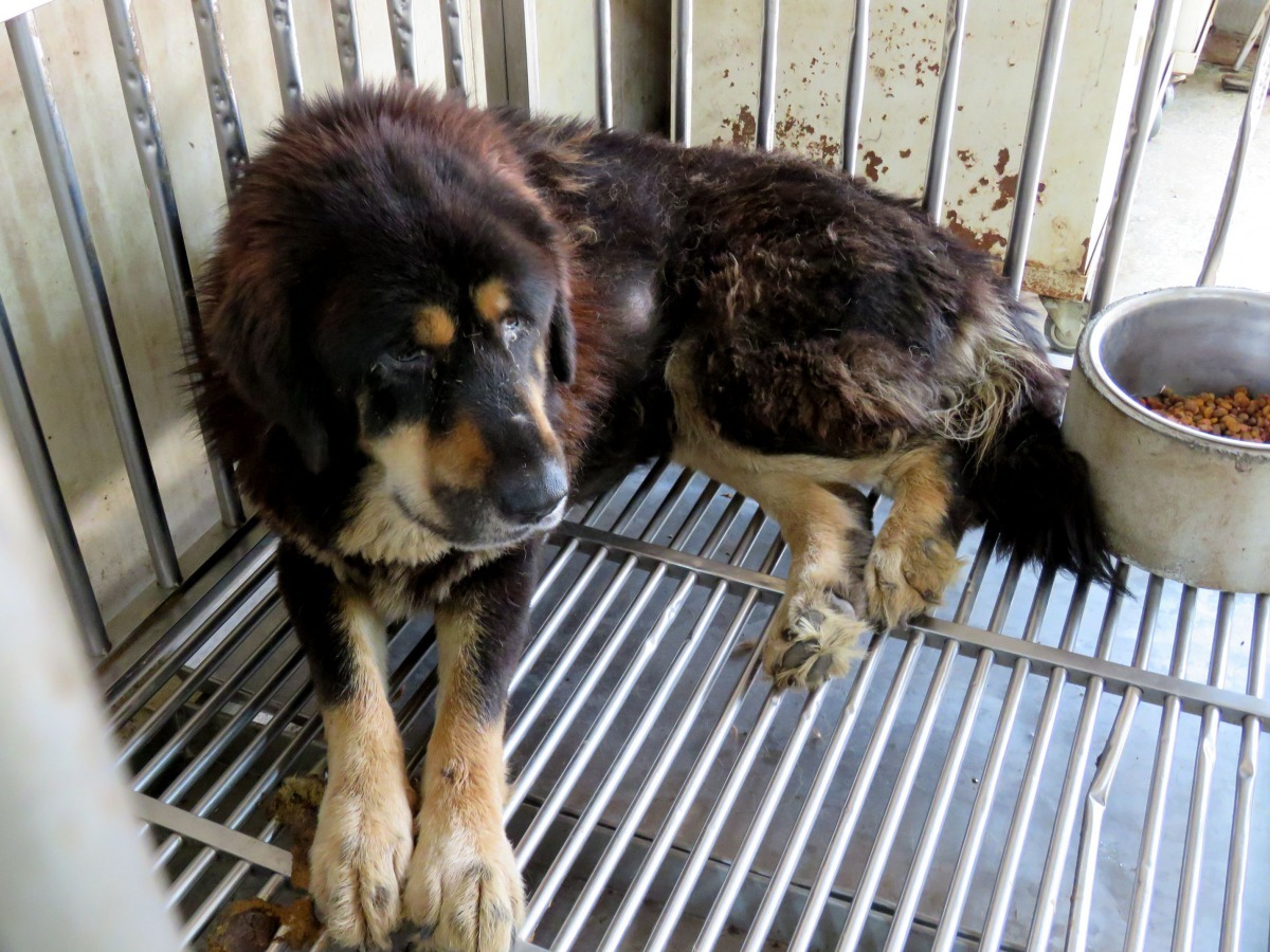 咬人的藏獒剛送到收容所時精神萎靡不振，整天躺著。高維奇/攝