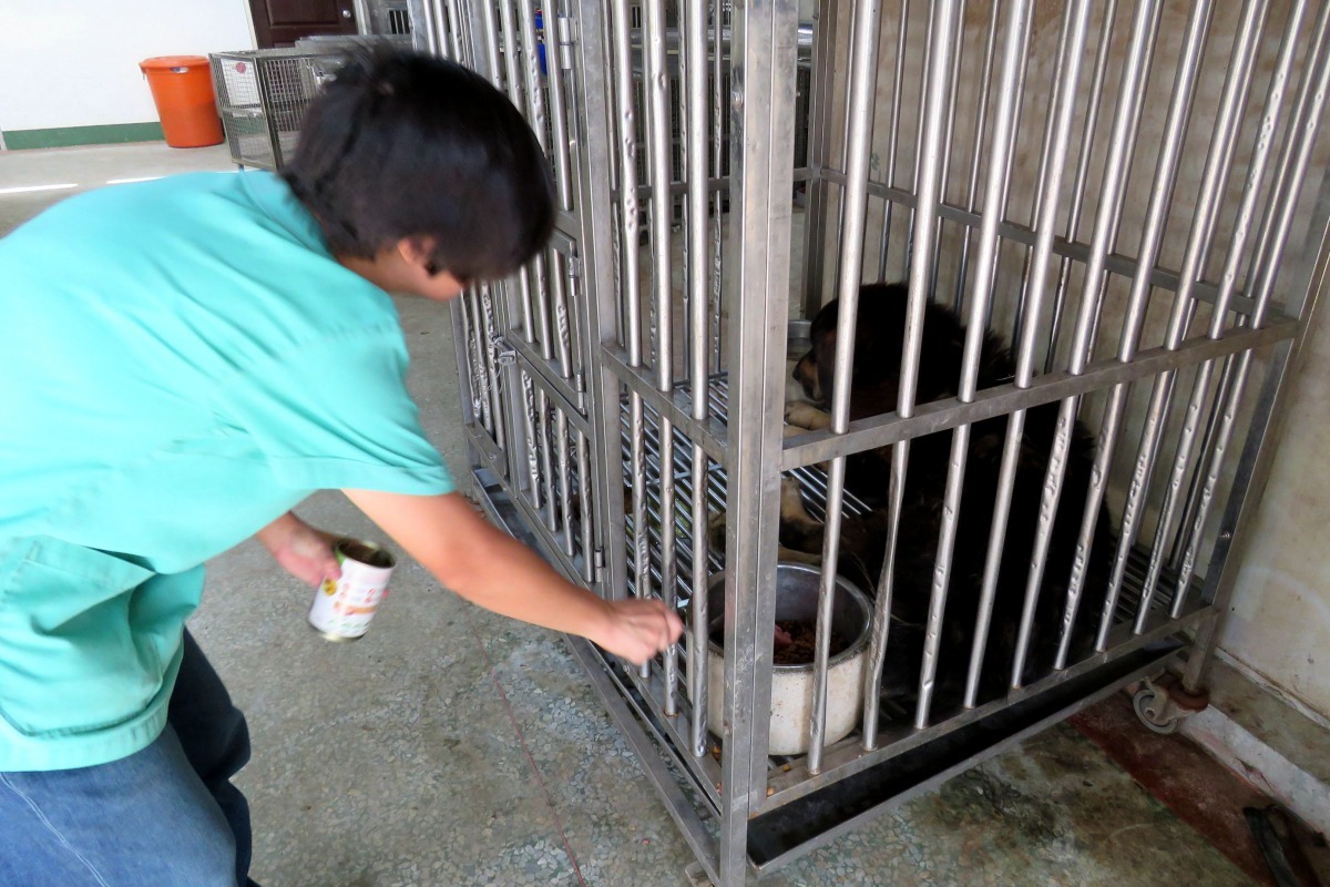 收容所工作人員與藏獒藉著餵食培養信賴感。高維奇/攝