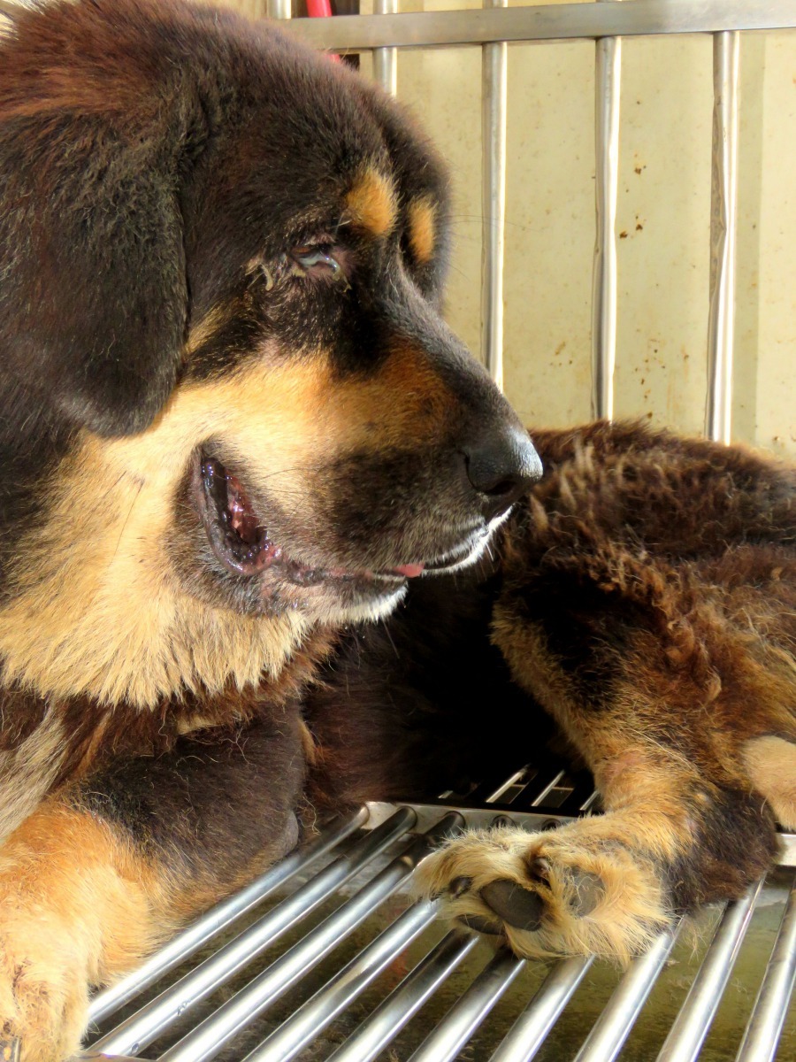 經兩三星期的適應，藏獒的精神狀況已改善。